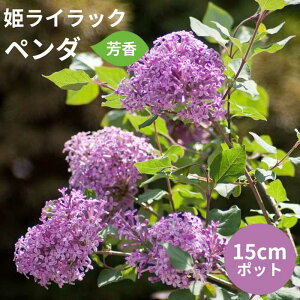 PCbN AWTC c y_ 15cm|bgc io^ij G炫 F z   c  Ԗ Ϗ 킢 ␫