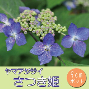���}�A�W�T�C �c �����P ( �����Ђ� ) 9cm�����O�|�b�g �܌��P �R�A�W�T�C ���z�� �������� �Ԗ�