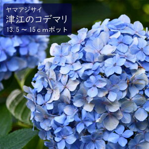 y\z}AWTC Í]̃Rf} ( ̂ł܂ ) c RAWTC 13.5cm`15cm|bg c z AWTC Ԗ؁y11{菇z