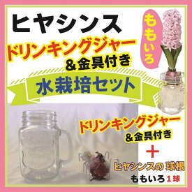 【10月下旬より発送・早割】 ヒヤシンス 水栽培 セット ドリンキングジャー仕様 ももいろ 桃 ピンク 球根 キット インテリア 観賞用 花の大和