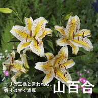 【10月上中旬より発送・早割】 山百合 球根 1球 オーラタム ゴールドバンド 百合 ヤマユリ Lilly リリー …