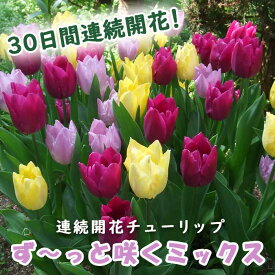 【予約・早割】 チューリップ 球根 30日 連続開花 【 ず〜っと咲くミックス 】 混合 20球 秋植え 花の大和 【10月上中旬より順次発送】