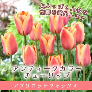 `[bv  AvRbgtHbNX 3 AeB[NJ[ HA 񂹐A v^[͔| Ԃ̑a