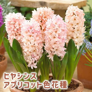 y\Ez ԍ qVX  AvRbg FԎ 3 񂸐F F HA v^[͔| Ԓd ͔| Ԃ̑a y10㒆{菇z