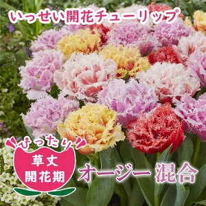 `[bv  J y I[W[ V[Y  5z Ԓd A ؉ Ԃ̑a