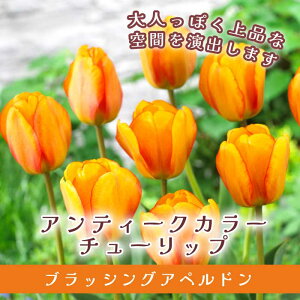 `[bv  ubVOAyh 3 AeB[NJ[ HA 񂹐A v^[͔| Ԃ̑a