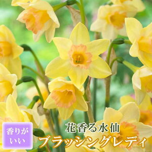y\Ez ԍ   y ubVOfB z2 XCZ ؂Ԃɂ HA t̉ 񂹐A F Ԃ̑a y10㒆{菇z