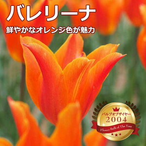 `[bv  o[i 3 ouIuUC[ HA Ԃ̑a