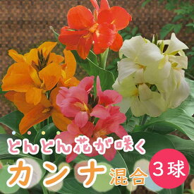 カンナ 球根 毎年花が咲く 【 どんどん花が咲くカンナ 】混合 3球 春植え 鉢植え 地植え 初心者 canna 花の大和