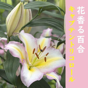 ԍ S y LvegR[ z  1  IG^ [ HA ~A  F Ԃ̑a