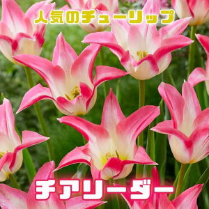 `[bv  `A[_[ 3 lC̃`[bv HA v^[ 񂹐A Ԓd Ԃ̑a