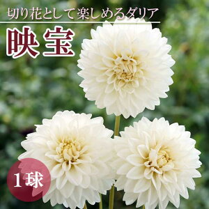 �_���A ���� �t�A�� �y �J�b�g �t�����[ �_���A�z �f�� �����ق� 1�� dahlia �� �z���C�g ���� �Ԃ̑�a