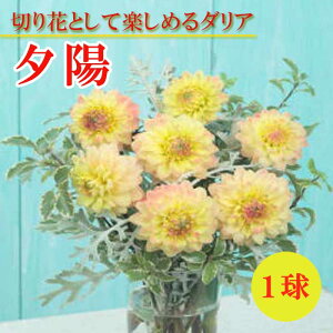 �_���A ���� �t�A�� �y �J�b�g �t�����[ �_���A�z �[�z 1�� dahlia �C�G���[ ���n �Ԃ̑�a