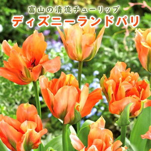 y\Ez `[bv  fBYj[hp 3 HA xR xRY xRY Y Ԃ̑a y10㒆{菇z