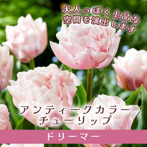 `[bv  h[}[ 3 AeB[NJ[ sN HA 񂹐A v^[͔| Ԓd Ԃ̑a