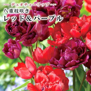 y\Ez `[bv  d}炫 bhp[v 6 y e3 z fI`[bv HA Ԃ̑a y10㒆{菇z