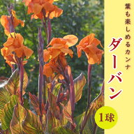 カンナ 球根 葉も楽しめるカンナ 【 ダーバン 】 1球 カラーリーフ 春植え 毎年花が咲く 鉢植え canna 花…