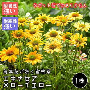 GLiZA [CG[  1 i Ϗ h ~A NԂ炭h Ԃ̑a