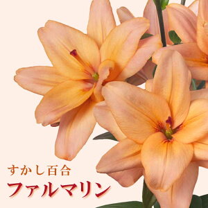 y\Ez S y t@} z  2 AvRbgF HA ~A S A Ԓd  Lily Ԃ̑a y10㒆{菇z