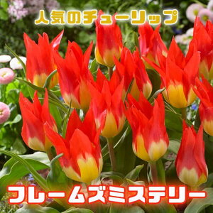 `[bv  t[Y~Xe[ 3 lC̃`[bv HA v^[ 񂹐A Ԓd Ԃ̑a