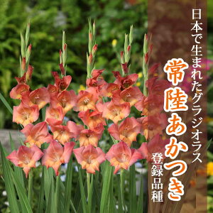 �O���W�I���X ���� �t�A�� �y���{�Ő��܂ꂽ�O���W�I���X�z �헤������ (�o�^�i��) 5�� gladiolus �Ԃ̑�a