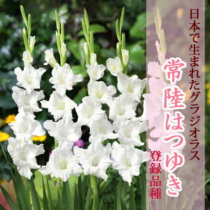 �O���W�I���X ���� �t�A�� �y���{�Ő��܂ꂽ�O���W�I���X�z �헤�͂䂫 (�o�^�i��) 5�� gladiolus �Ԃ̑�a