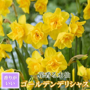 y\Ez ԍ   y S[ffVX z2 XCZ ؂Ԃɂ HA t̉ 񂹐A F Ԃ̑a y10㒆{菇z