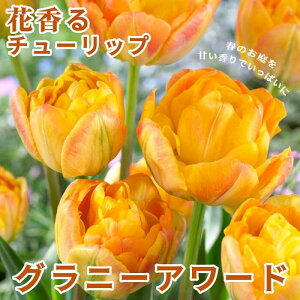 `[bv  Oj[A[h 3 ԍ`[bv F HA Ԃ̑a