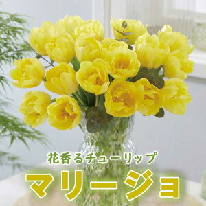 `[bv  }[W 3 ԍ`[bv F HA Ԃ̑a