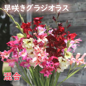 y\Ez 炫 OWIX   3 HA oGeB 񂹐A v^[ Ԓd K[fjO Ԃ̑a y10㒆{菇z