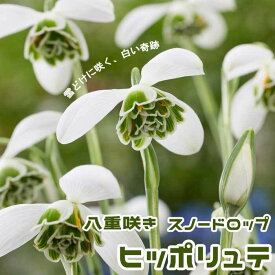 スノードロップ 【 ヒッポリュテ 】 球根 3球 八重咲き 秋植え 寄せ植え 初心者向き 花の大和