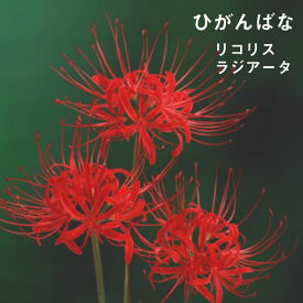 楽天市場 リコリス 彼岸花の通販