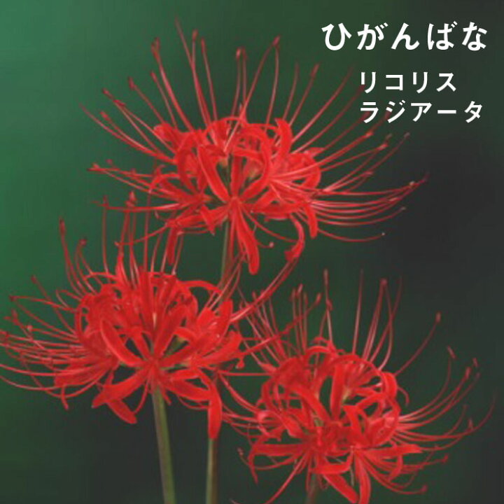 楽天市場 球根 秋咲き リコリス ラジアータ ３球 彼岸花 ヒガンバナ ひがんばな 花の大和 楽天市場店