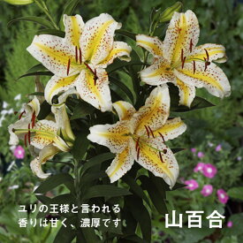 楽天市場 ユリ 球根の通販 楽天市場 ユリ 球根の通販