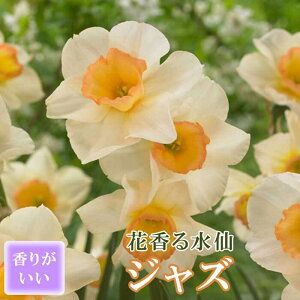 y\Ez ԍ   y WY z2 XCZ ؂Ԃɂ HA t̉ 񂹐A F Ԃ̑a y10㒆{菇z