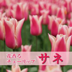 y\Ez `[bv  Tl 3 ԍ`[bv F HA Ԃ̑a y10㒆{菇z