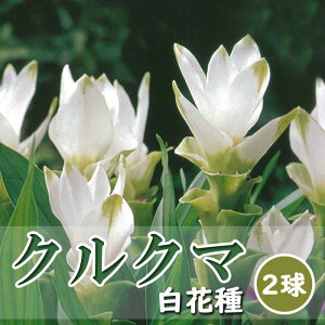 �N���N�} ���� �y ���Ԏ� �z2�� �z���C�g �t�A�� �g���s�J�� �t�����[ Curcuma �Ԃ̑�a