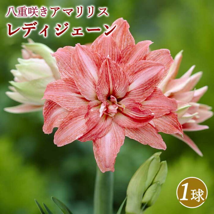 楽天市場】アマリリス 球根 巨大輪 八重咲き 【 レディジェーン 】1球 