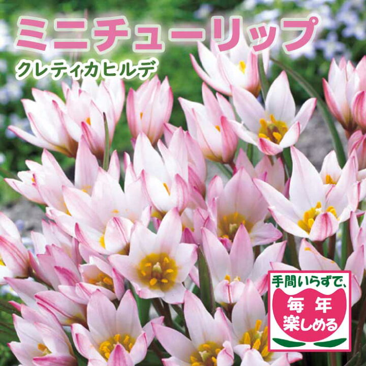 楽天市場 球根 植えっぱなし 秋植え ミニ チューリップ クレティカヒルデ ４球 毎年花が咲く 予約商品 早割価格 １０月後半より順次発送 花の大和 楽天市場店