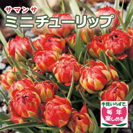 【10月上中旬より発送・早割】 原種 ミニ チューリップ 球根 サマンサ 4球 植えっぱなし 毎年花が咲く 秋…