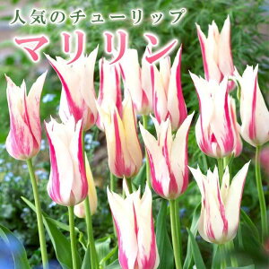 `[bv  } 3 lC̃`[bv HA v^[ 񂹐A Ԓd Ԃ̑a