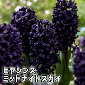 y\Ez qVX  v~A ubN y ~bhiCgXJC z1 Z HA v^[ Ԓd ͔| Ԃ̑a y10㒆{菇z