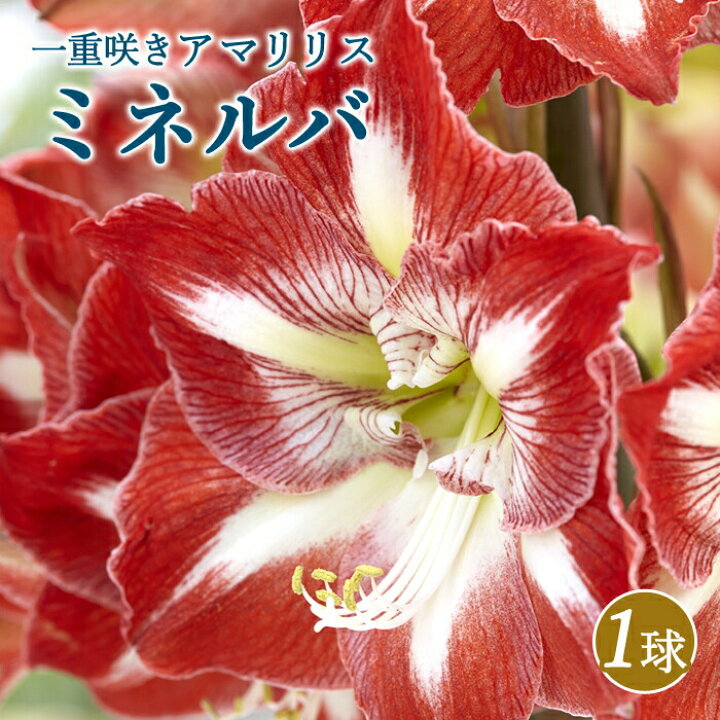 楽天市場】アマリリス 球根 巨大輪 一重咲き 【 ミネルバ 】1球 鉢植え 