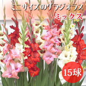 �O���W�I���X ���� �t�A�� ����̒Ⴂ�O���W�I���X�y �~�j �T�C�Y �~�b�N�X�z15�� ���p gladiolus �R���p�N�g �Ԃ̑�a