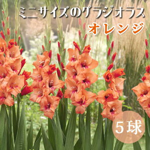 �O���W�I���X ���� �t�A�� ����̒Ⴂ�O���W�I���X�y �~�j �T�C�Y �I�����W �z5�� �R���p�N�g gladiolus �Ԃ̑�a