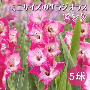 �O���W�I���X ���� �t�A�� ����̒Ⴂ�O���W�I���X�y �~�j �T�C�Y �s���N �z5�� �R���p�N�g gladiolus �Ԃ̑�a