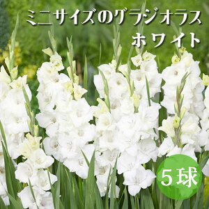 �O���W�I���X ���� �t�A�� ����̒Ⴂ�O���W�I���X�y �~�j �T�C�Y �z���C�g �z5�� �R���p�N�g gladiolus �Ԃ̑�a