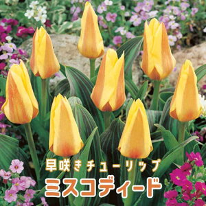 `[bv  ~XRfB[h 4 炫`[bv HA v^[͔| Ԓd 񂹐A Ԃ̑a