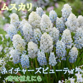 【予約・早割】 ムスカリ 【 ネイチャーズ ビューティー 】 球根 4球 秋植え コレクション 寄せ植え デッカー植え 花の大和 【10月上中旬より順次発送】