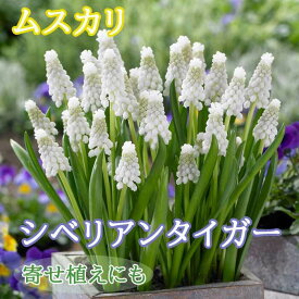 【予約・早割】 ムスカリ 【 シベリアンタイガー 】 球根 7球 秋植え コレクション 寄せ植え デッカー植え 花の大和 【10月上中旬より順次発送】